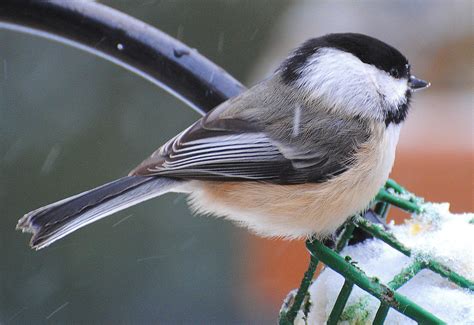 BARRY the BIRDER: Ontario Winter Birds ~ 3