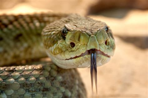 Top 15 Deadliest Snakes In The World Top Best Things