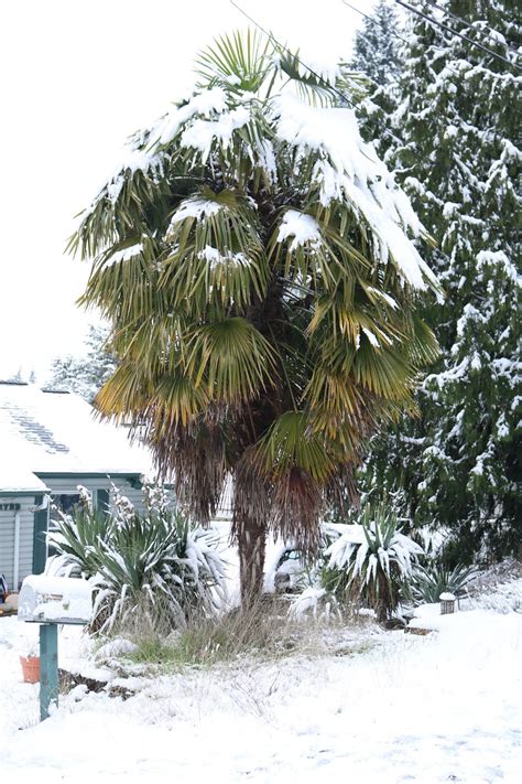 Shoreline Area News Photo Snow On Palm Tree
