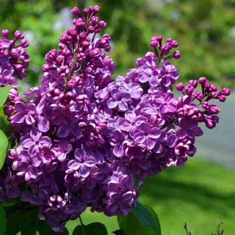 11 Best Smelling Plants For Your Yard Most Fragrant Plants Lilac