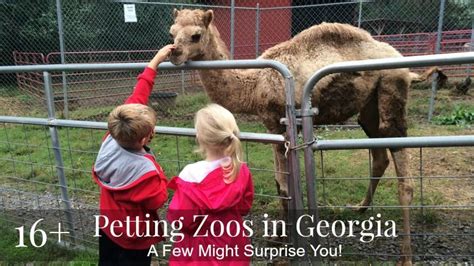 16 Adorable Petting Zoos In Georgia A Few May Surprise You Petting