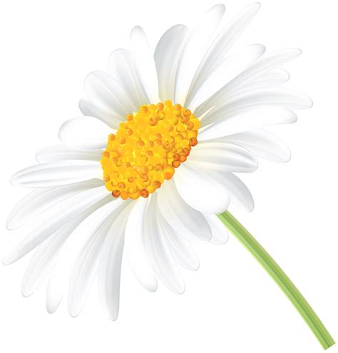 Free Transparent Daisy Cliparts Download Free Transparent Daisy