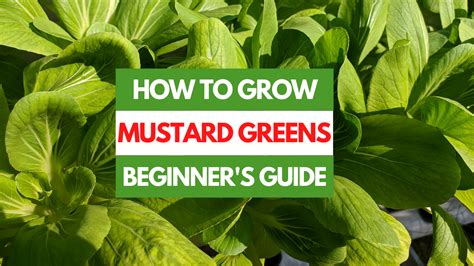 How To Grow Mustard Greens A Beginners Guide Gardening Eats