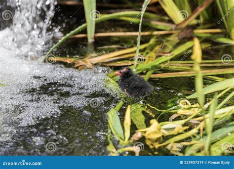 The Little Black Teal Chicken Has A Red Beak And Swims In The Water