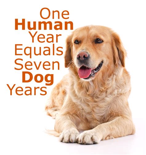 1 cat year equals 7 human years). One Human Year Equals Seven Dog Years | Don't Believe That!