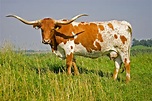 LONGHORN CATTLE | The Handbook of Texas Online| Texas State Historical ...
