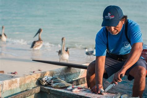 ¡peligro En La Pesca En Yucatán Te Contamos Todos Los Detalles