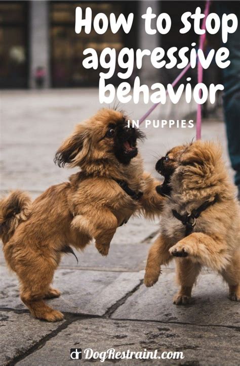 How To Stop Aggressive Behavior In Puppies Dog Restraint Aggressive