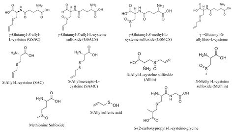 Antioxidants Free Full Text Bioavailability Of Organosulfur