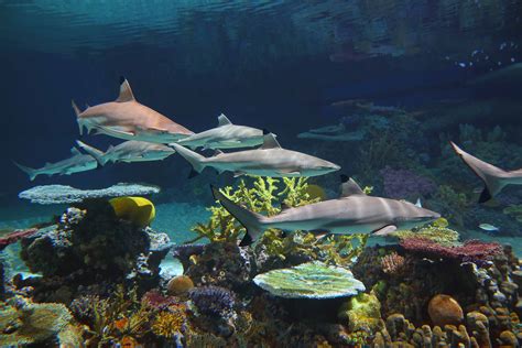 National Aquariums Blacktip Reef Thrives In Its First Six Months