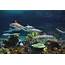 National Aquarium’s Blacktip Reef Thrives In Its First Six Months