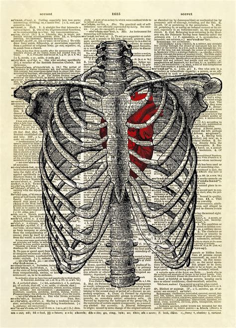 Human Heart Inside Rib Cage Dictionary Art Print No 9 Human Rib Cage