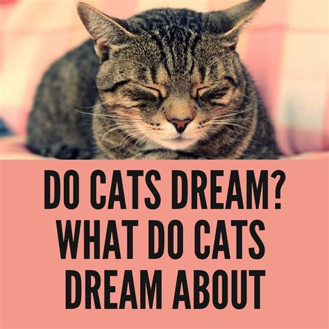 Do Cats Dream What Do Cats Dream About Birman Cats Guide