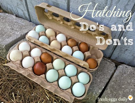 Hatching Egg Selection Handling Incubation Tips Fresh Eggs Daily®