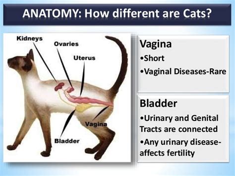Feline Reproduction And Pregnancy