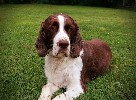 English pointers grow to about 23 to 28 inches tall and weigh anywhere from 45 to 75 pounds (20 to 33 kilograms). Race de chien - Epagneul Français