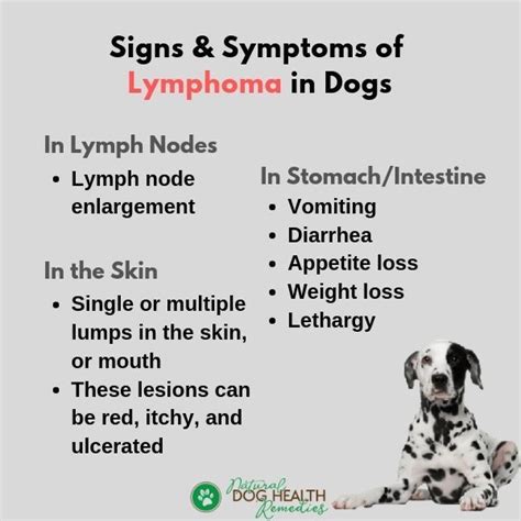 Watch Out For The Signs And Symptoms Of Lymphoma In Dogs Lymphoma In
