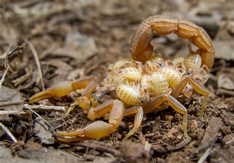 Picture Of A Female Scorpion With Babys On Her Back Scorpion