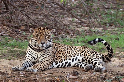 The jaguar is the 3rd largest cat in the world after tigers and lions and these large cats are solitary animals which live and hunt alone, except during mating season and. For the birds: Innovations enable tracking of even small ...