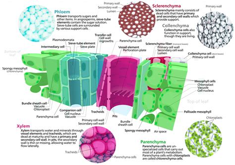 Plant Development I Tissue Differentiation And Function