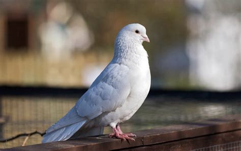 10 Most Beautiful Pigeon Birds Latest Hd Wallpapers 2013 Beautiful