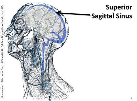 Superior Sagittal Sinus The Anatomy Of The Veins Visual Flickr