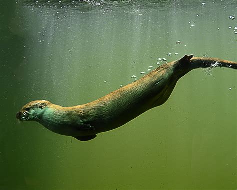 Cute Sea Otter Underwater