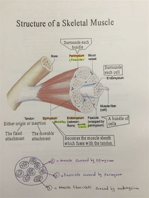 Structure Of Skeletal Muscle Parts Covered By Connective Tissue