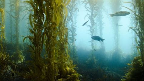 Review Of Scottish Seaweed Harvesting Rules Kelp Forest Ocean