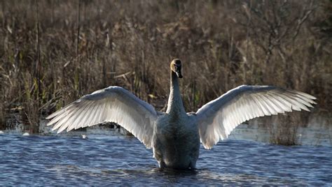 Rare Trumpeter Swan Spotted On Ocracoke Ocracoke Observer
