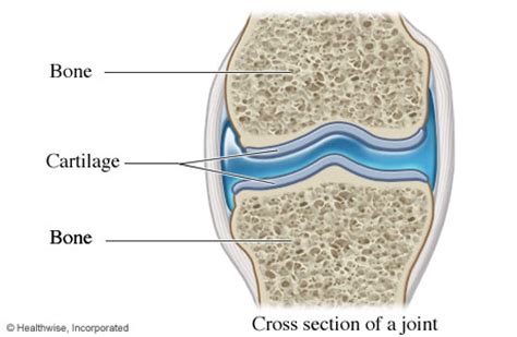 The mineral calcium phosphate hardens this framework, giving it strength. Cartilage | HealthLink BC