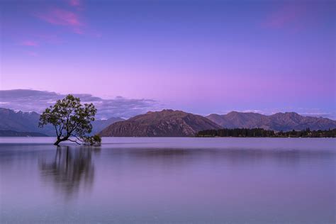 Top 10 Amazing Facts About That Wanaka Tree Discover Walks Blog