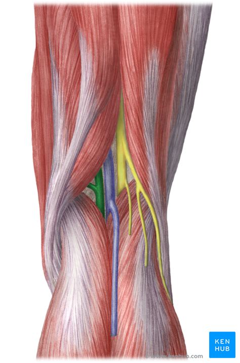 Popliteal Artery Anatomy And Branches Kenhub