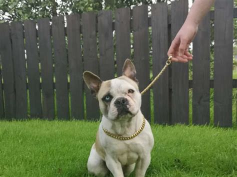 The hallmarks of the breed are the square head with bat ears and the roach back. French Bulldog Northern Ireland in Cookstown on Freeads ...