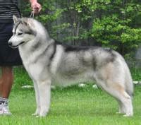 Before worry about the price, learn as much as possible about the breed, any breed. Siberian Husky
