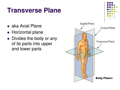 Transverse Definition Anatomy Anatomy Drawing Diagram Images And