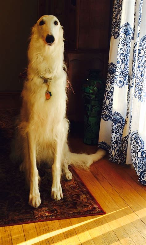 Goofy Dog Silly Dogs Cute Dogs Borzoi Dog Whippet Animals And Pets