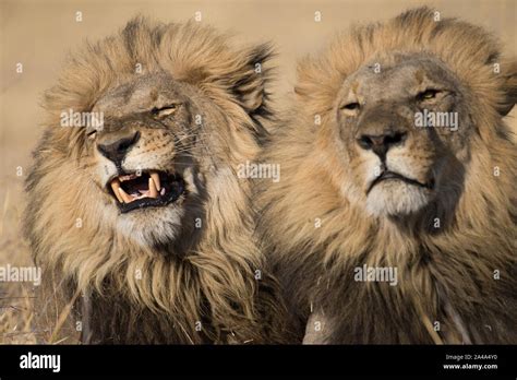 Male Lions Together Hi Res Stock Photography And Images Alamy