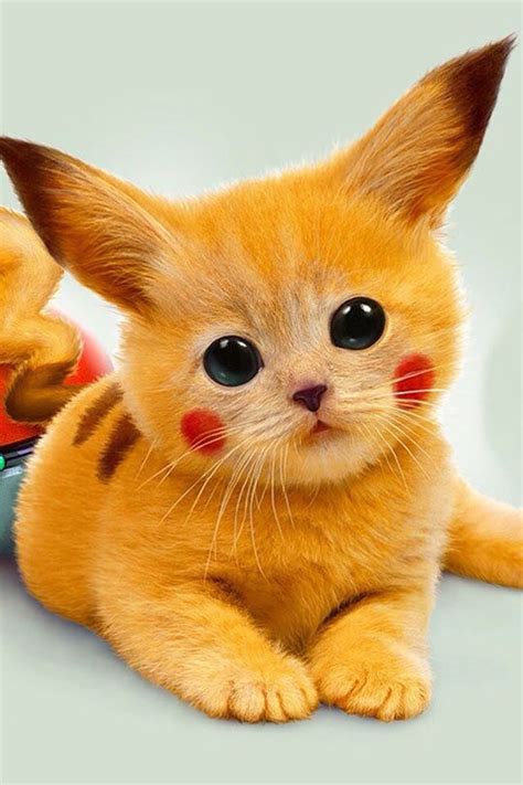 Real Pikachu Is So Cute Cute Baby Animals Pikachu Cat Cute Animals