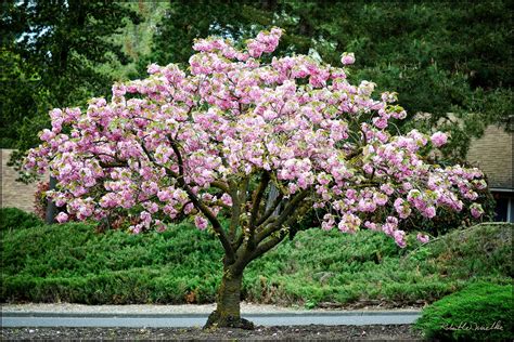 Kwanzan Cherry Blossom Tree Beautiful Large Bright Pink Globes Of