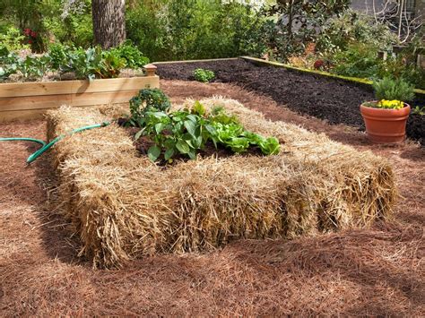 Straw Bale Gardening Tips Hgtv