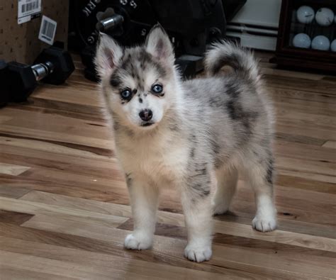 Facts You Need To Know About Full Grown Pomsky The Dogs Journal