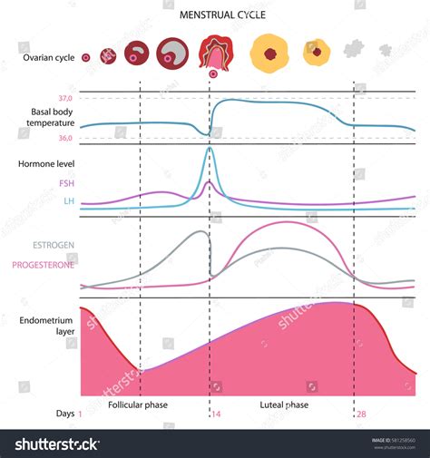 Menstrual Cycle Chart Bilder Stockfotos Und Vektorgrafiken Shutterstock