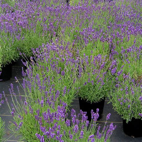 Lavender Hidcote Mcardle S Floral Garden Design