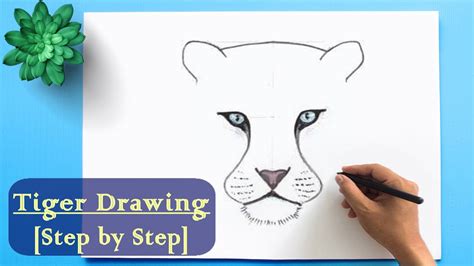 Tiger Draw Simple Draw Spaces