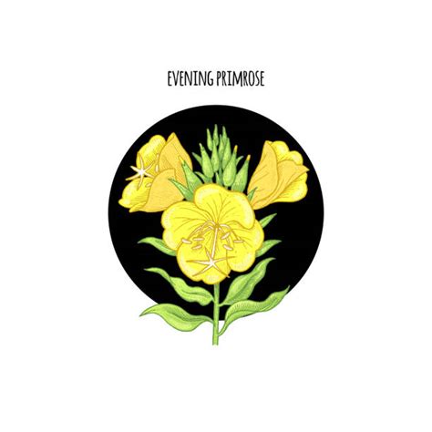 Evening Primrose Flower Illustrations Royalty Free Vector Graphics And Clip Art Istock