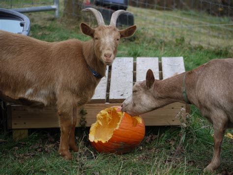 Livestock Diet Can Goats Eat Pumpkin 2024