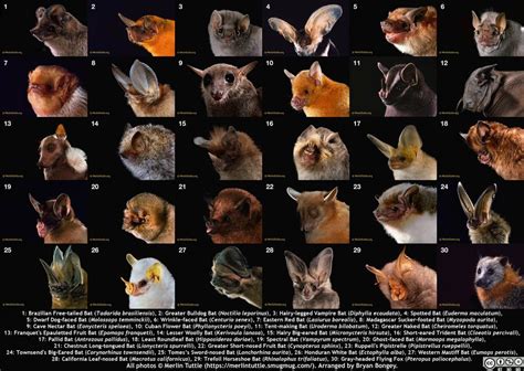 There Are 1300 Species Of Bats They Represent Over 20 Of Extant