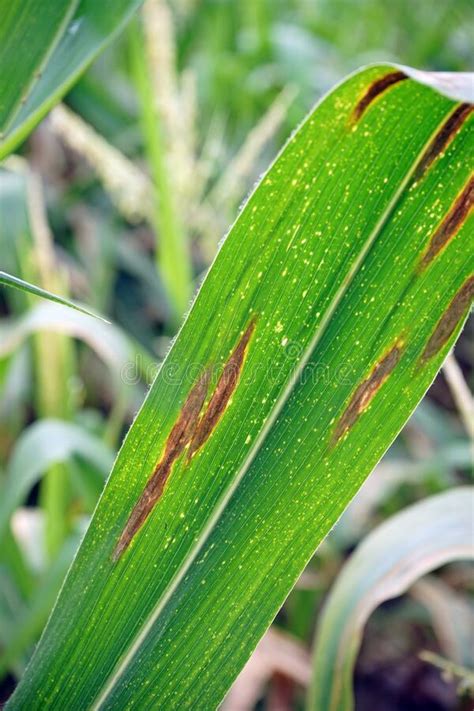 Plant Disease Corn Leaf Blight From Fungus Stock Image Image Of