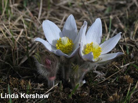 Prairie Crocus